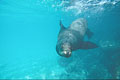 Lion de mer des Galapagos, naade aux dents longues...